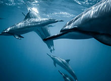 C7 Gaming-葛爱平：中超从大众运动变“贵族运动” 明年存阴影